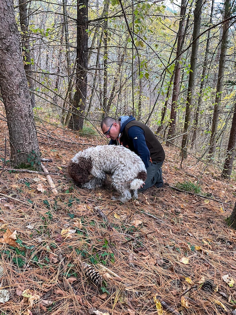 Cerca del tartufo con il Lagotto